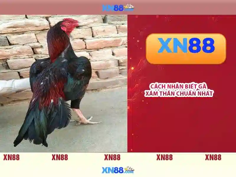 xn88: Tổng quan, tính năng và hướng dẫn cho người chơi tại Việt Nam