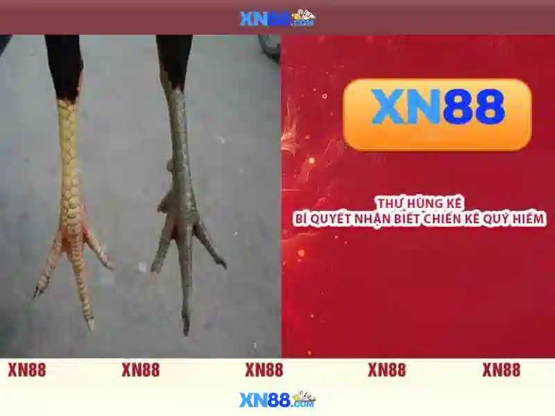 xn88 chính thức – Hành trình thương hiệu và trải nghiệm app xn88