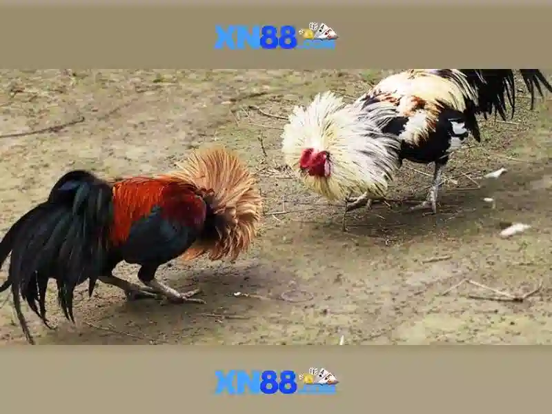 xn88 – Trải nghiệm và Đánh giá từ cộng đồng người chơi