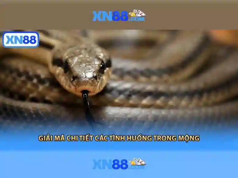 xn88: Nền tảng cá cược trực tuyến và trải nghiệm người dùng