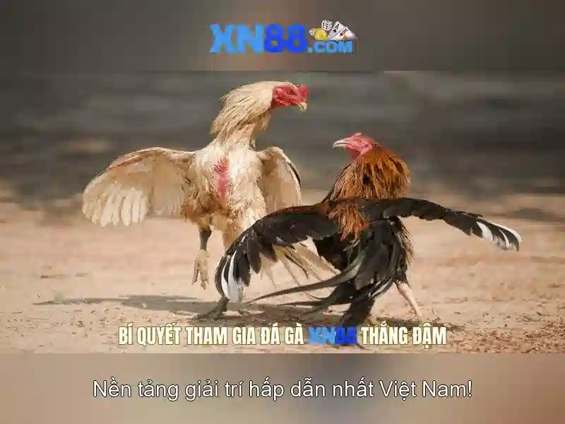 XN88 là gì? Khám phá nền tảng giải trí và cá cược hiện đại