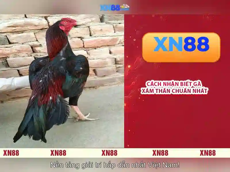 Khám phá xn88: Nền tảng giải trí trực tuyến